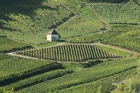 vignes-arbois